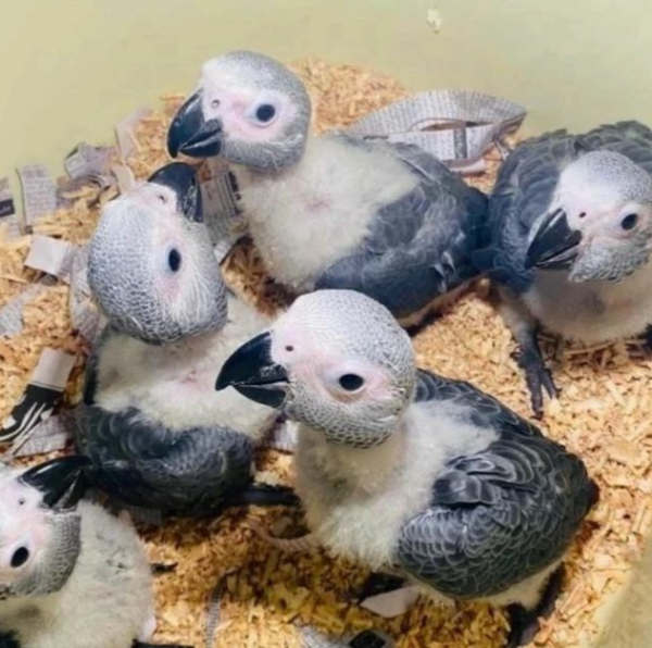 White African Grey Parrot for Sale UK