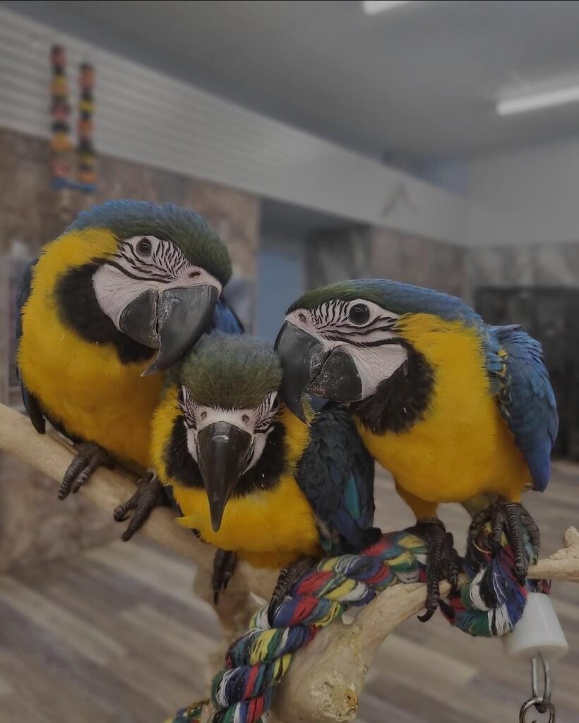 Best Place to Buy Macaw Online UK
