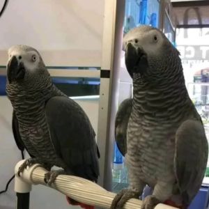 Buy African Parrots