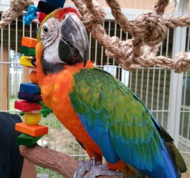 baby macaw parrot for sale cheap