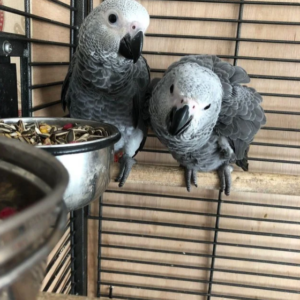 African Grey Parrot Talking For Sale