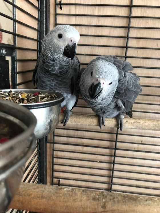 African Grey Parrot Talking For Sale