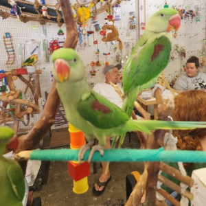 Buy alexandrine parakeet uk