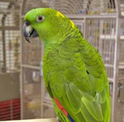 Blue Fronted Amazon Parrot for sale uk