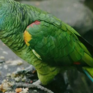 Blue Fronted Amazon Parrot for sale uk