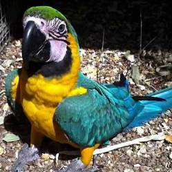 Buy Macaw Parrots in the UK