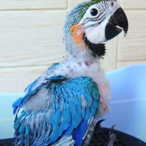 Buy Macaw Parrots in the UK