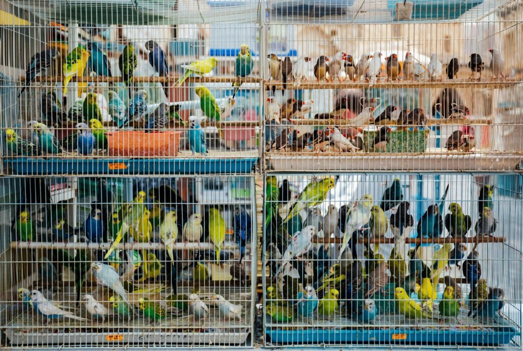 cheap exotic parrots in the UK