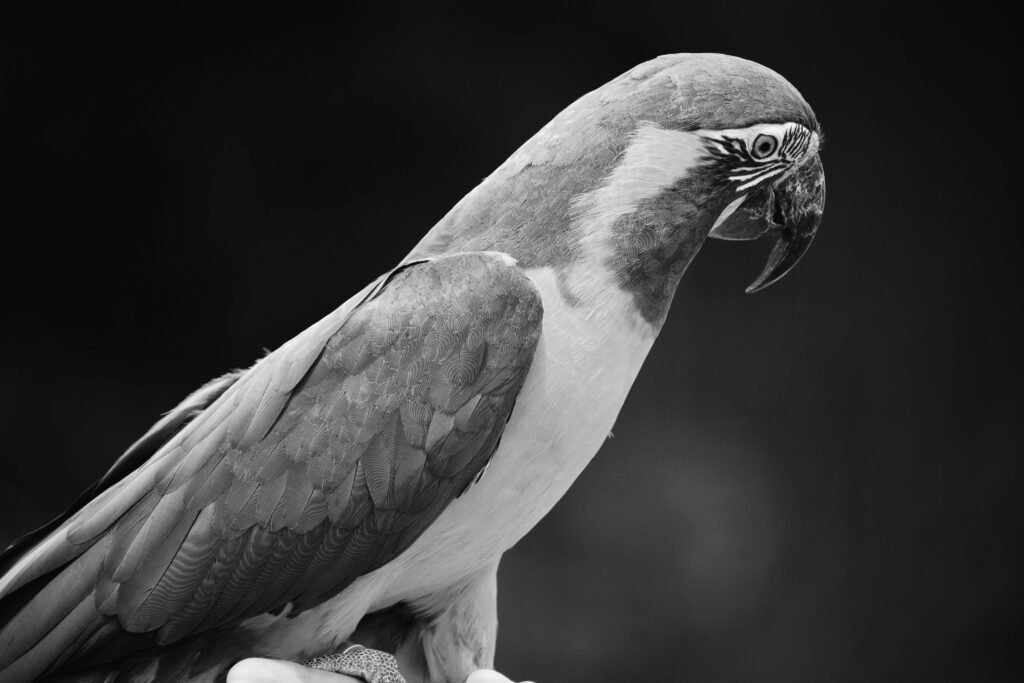 African Grey Parrot Talking For Sale Near Crawley