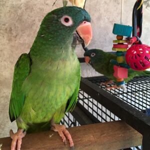 Blue Crowned Conure for Sale in Birmingham