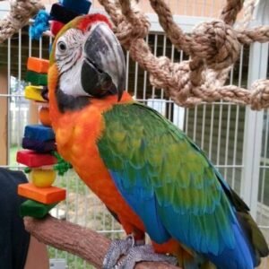 Catalina Macaw for Sale Edinburgh