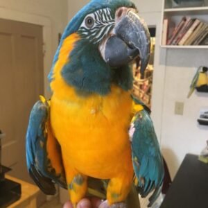 Blue Throated Macaw Parrots for Sale in London