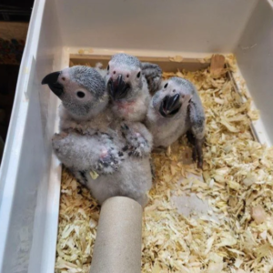 Buy Baby African Grey Parrot in the UK