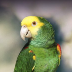 Double Yellow-Headed Amazon for Sale UK