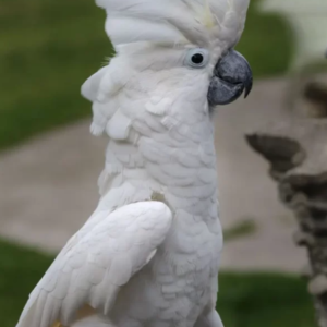 Umbrella Cockatoo for Sale UK