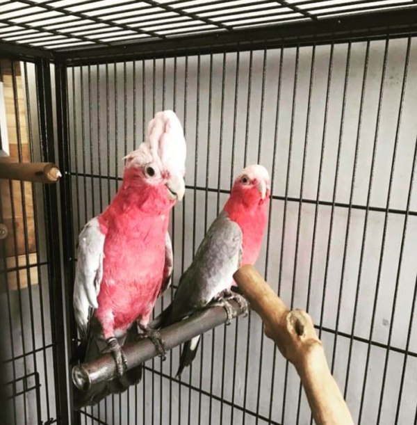 Rose Breasted Cockatoo for Sale UK