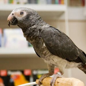 Timneh African Grey Cost UK