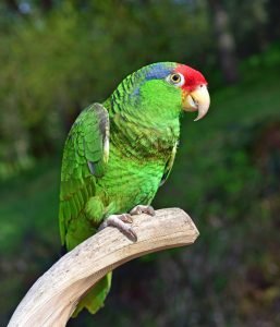 Buy A Red Headed Amazon Parrot In The Uk