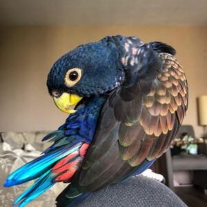 Bronze Winged Pionus parrot for sale UK