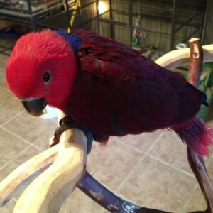 Eclectus parrot for sale london