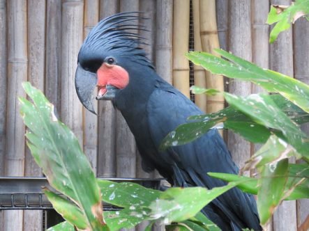 Buy black palm cockatoo for sale online