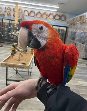 baby macaw parrot for sale cheap