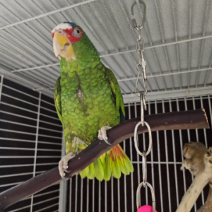 Buy White-Fronted Amazon Parrot For Sale 