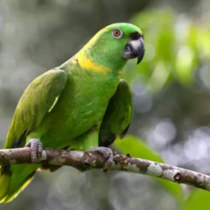 Yellow Naped Amazon For Sale UK