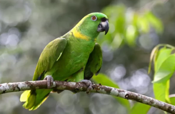 Yellow Naped Amazon For Sale UK