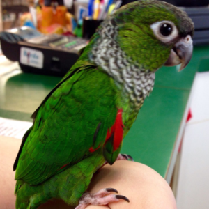 buying a Black-capped Conure online in Ireland