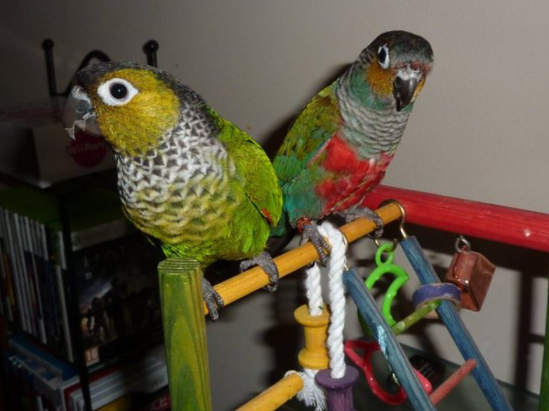 buying a Black-capped Conure online in Ireland