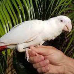 White African Grey Parrot for Sale UK