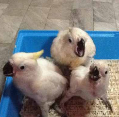 buy a cheap baby Sulphur Crested Cockatoo UK