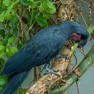 Buy black palm cockatoo for sale online