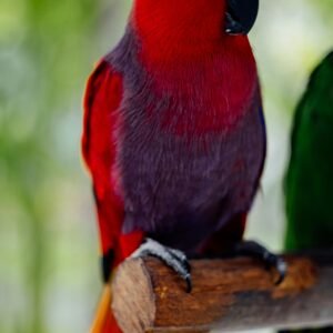 Baby eclectus parrot for sale cheap