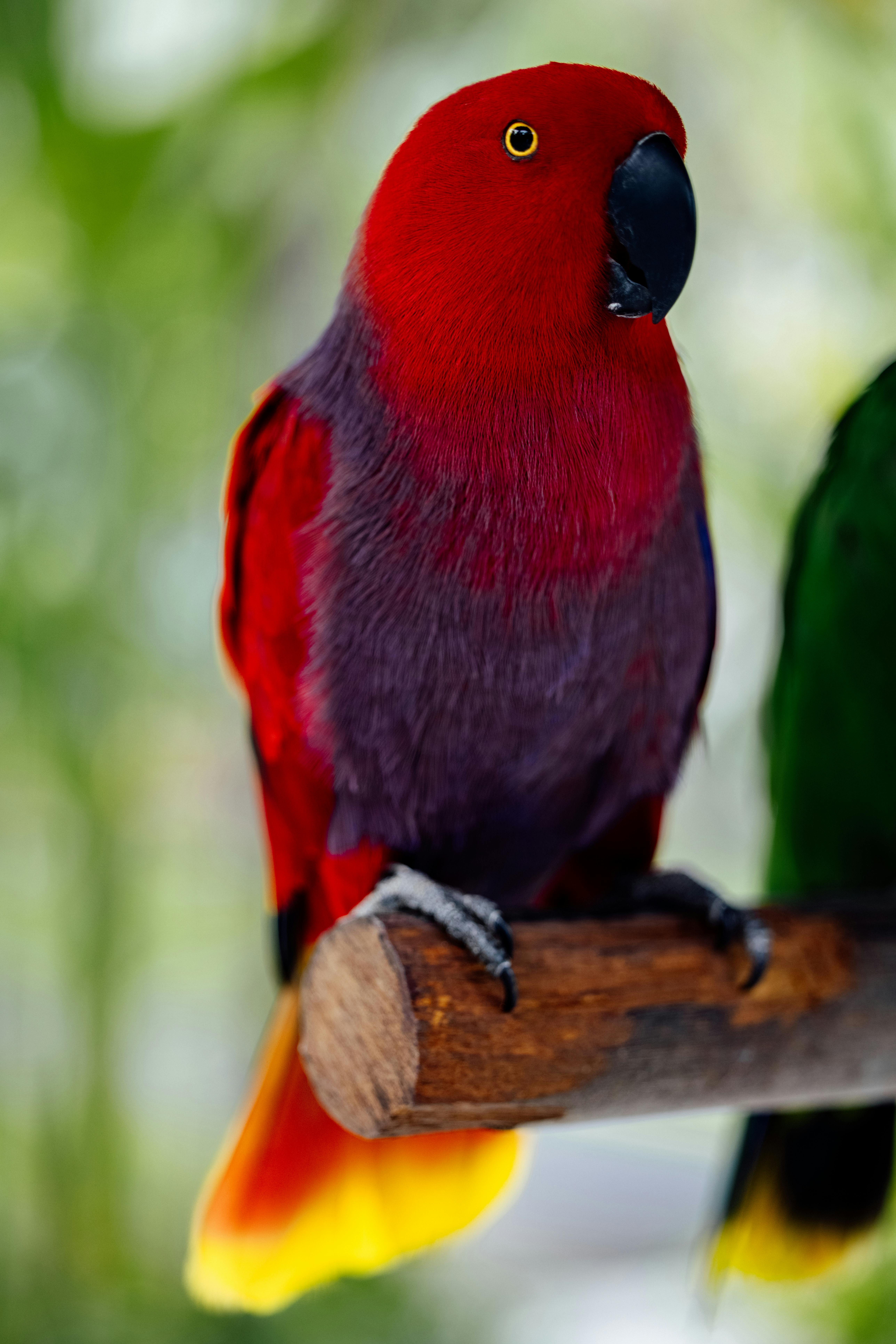 Young Eclectus Parrot the Young Eclectus Parrot
