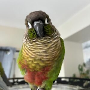 Hand raised conures for sale near me