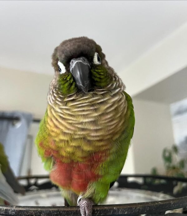 Hand raised conures for sale near me