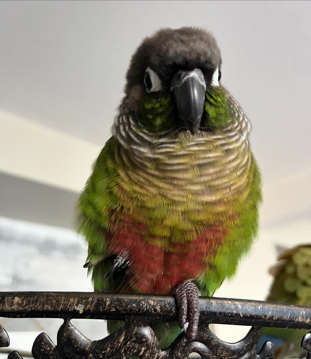 Hand raised conures for sale near me