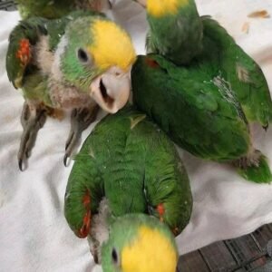 Baby Amazon Parrots For Sale Cheap