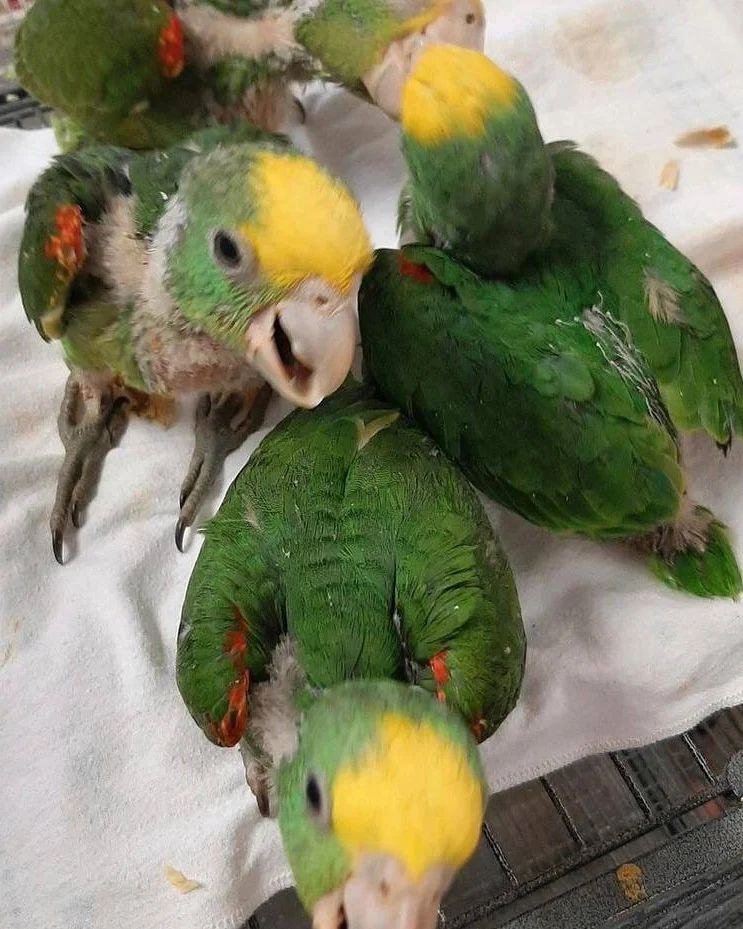 Baby Amazon Parrots For Sale Cheap