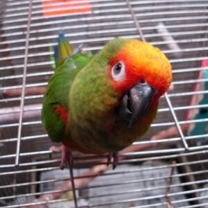 Buy Golden Conure Parrots for Sale Online