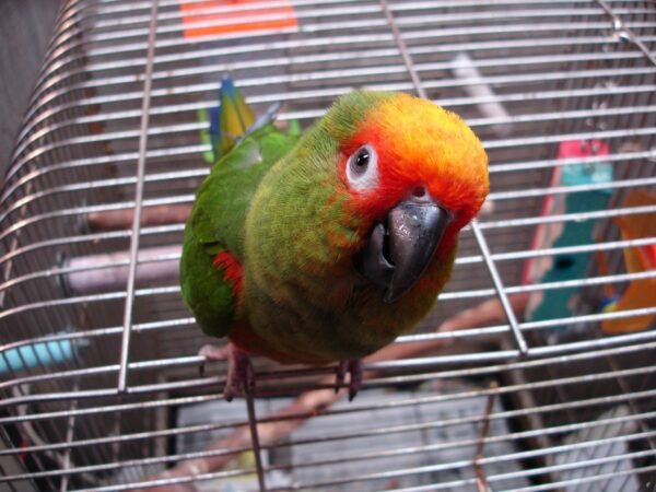 Buy Golden Conure Parrots for Sale Online