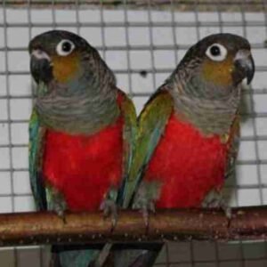 Crimson Bellied Conure UK for Sale Near Me