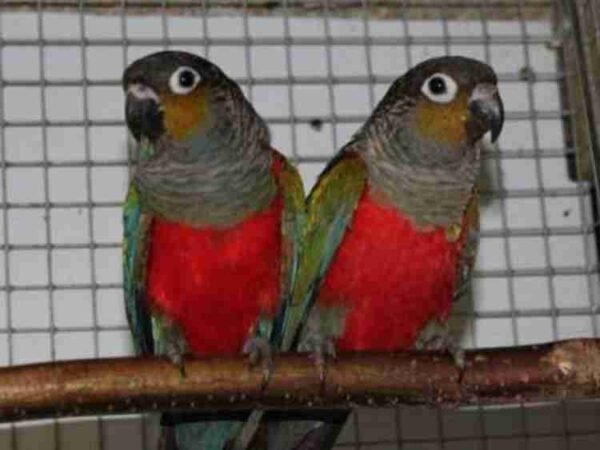 Crimson Bellied Conure UK for Sale Near Me