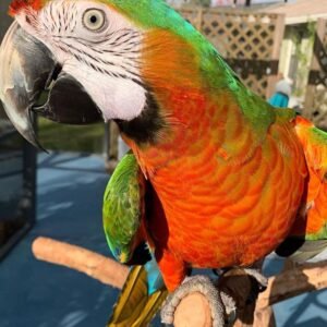 Harlequin macaw for sale uk cheap