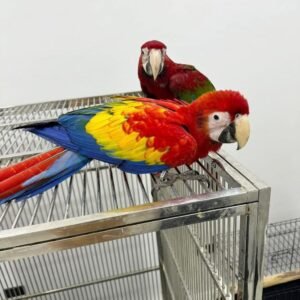 female scarlet macaw price London