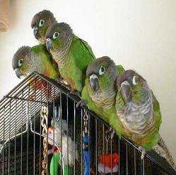 Green Cheek Conure Parrot for Sale