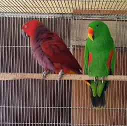 buy Vosmaeri Eclectus online near me