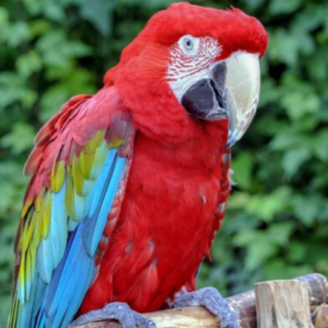 Where To Buy Green Winged Macaw Online